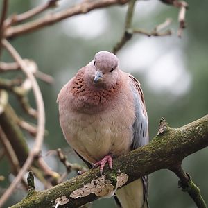 Laughing dove (Streptopelia senegalensis), 2024-03-09