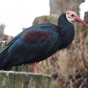 Southern bald ibis (Geronticus calvus), 2024-03-09