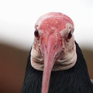 Southern bald ibis (Geronticus calvus), 2024-03-09