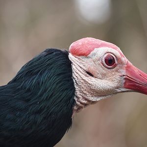 Southern bald ibis (Geronticus calvus), 2024-03-09
