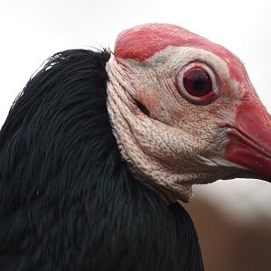 Southern bald ibis (Geronticus calvus), 2024-03-09