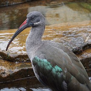 Hadada ibis (Bostrychia hagedash), 2024-03-09