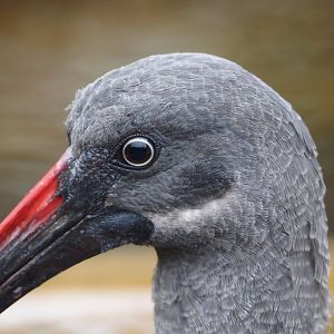 Hadada ibis (Bostrychia hagedash), 2024-03-09