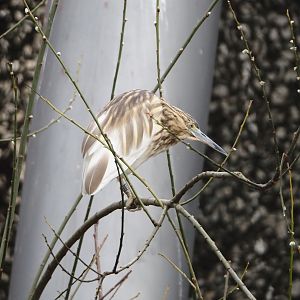 Madagascar pond heron (Ardeola idae), 2024-03-09