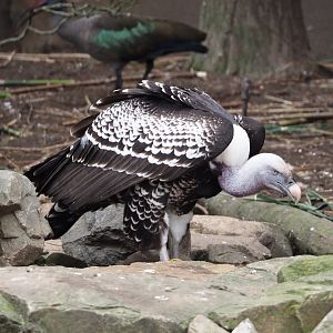 Common Rüppell's griffon vulture (Gyps rueppelli rueppelli), 2024-03-09