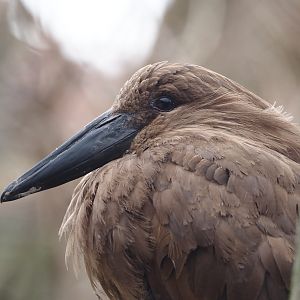 Hamerkop (Scopus umbretta), 2024-03-09