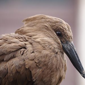Hamerkop (Scopus umbretta), 2024-03-09
