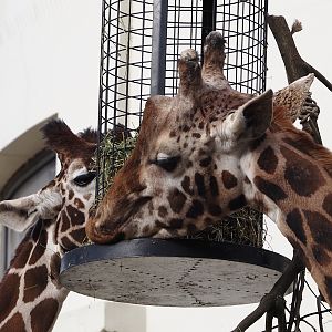 Hybrid giraffes (Giraffa reticulata and G. camelopardalis), 2024-03-09