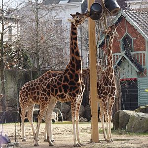 Hybrid giraffes (Giraffa reticulata and G. camelopardalis), 2024-03-09