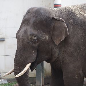 Asian elephant (Elephas maximus), 2024-03-09