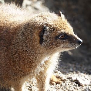 Yellow mongoose (Cynictis penicillata), 2024-03-09