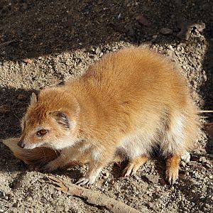 Yellow mongoose (Cynictis penicillata), 2024-03-09