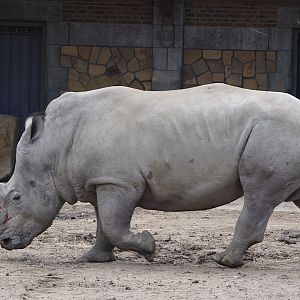 Soutern white rhinoceros (Ceratotherium simum simum), 2024-03-09