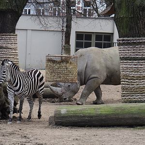 Grant's zebra (Equus quagga boehmi) and Soutern white rhinoceros (Ceratotherium simum simum), 2024-03-09