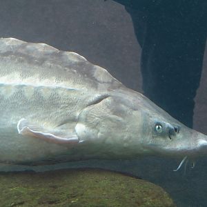 Russian sturgeon (Acipenser gueldenstaedtii), 2024-03-09
