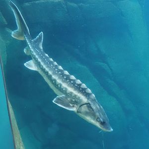 Russian sturgeon (Acipenser gueldenstaedtii), 2024-03-09