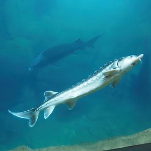 Russian sturgeon (Acipenser gueldenstaedtii), 2024-03-09