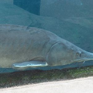 Siberian sturgeon (Acipenser baerii), 2024-03-09