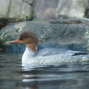 Scaly-sided merganser (Mergus squamatus), 2024-03-09