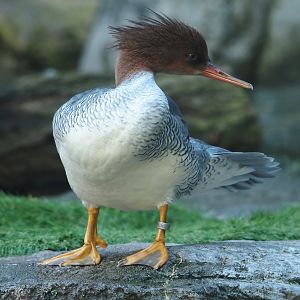 Scaly-sided merganser (Mergus squamatus), 2024-03-09