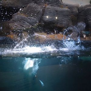 King penguin (Aptenodytes patagonicus) diving, 2024-03-09