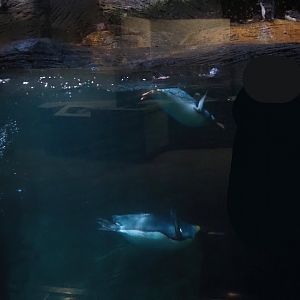 King penguin (Aptenodytes patagonicus) and Subantarctic gentoo penguin (Pygoscelis papua papua) underwater, 2024-03-09