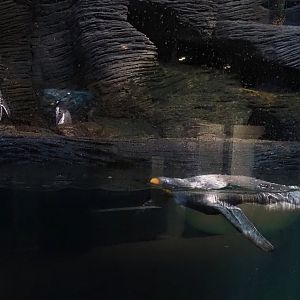 King penguin (Aptenodytes patagonicus) swimming, 2024-03-09