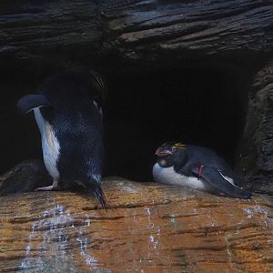 Macaroni penguins (Eudyptes chrysolophus), 2024-03-09