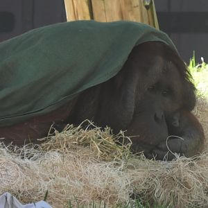 Orangutan underneath a blanket