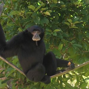 Siamang on a rope