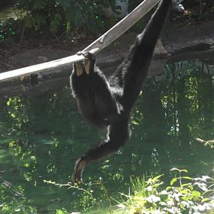 Siamang picking at some grass while swinging on a rope