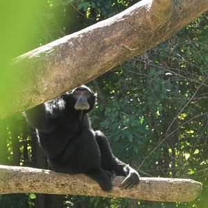 Siamang relaxing