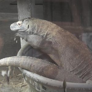 Komodo dragon in a tub