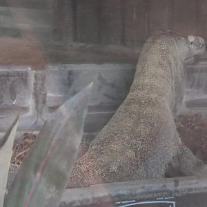 Komodo dragon in a tub again