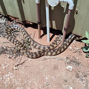 Black-headed Python (Aspidites melanocephalus)
