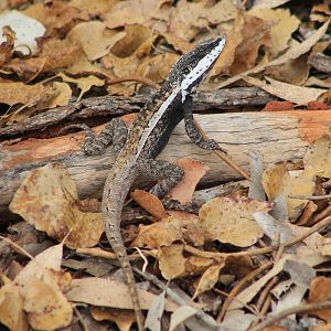 Horner's Dragon (Lophognathus horneri)