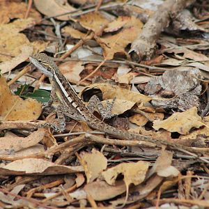 Pindan Dragon (Diporiphora pindan)