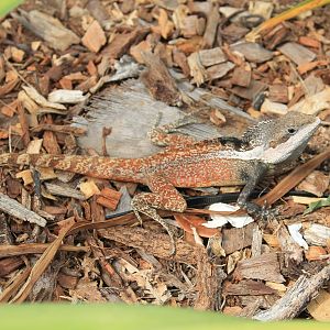 Northern Water Dragon (Tropicagama temporalis)