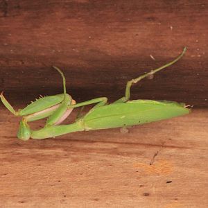 Giant mantis