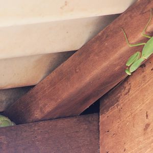 Green Tree Frog (Litoria caerulea) and giant mantis