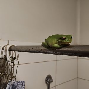 Green Tree Frog (Litoria caerulea)