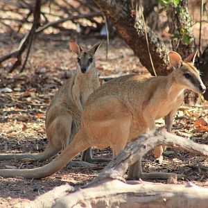 Agile Wallabies (Macropus agilis)