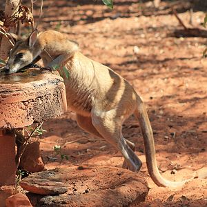 Agile Wallaby (Macropus agilis) drinking