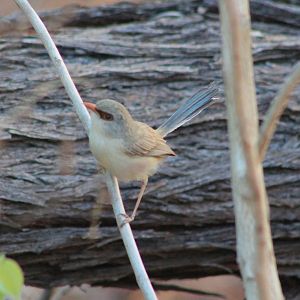 female Purple-backed Fairy-Wren (Malurus assimilis)