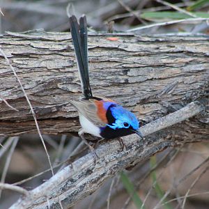 male Purple-backed Fairy-Wren (Malurus assimilis)