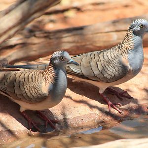 Bar-shouldered Doves (Geopelia humeralis)