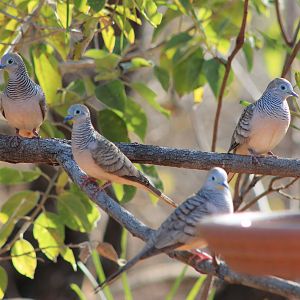 Peaceful Doves (Geopelia placida)