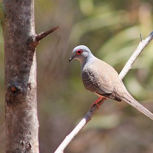 Diamond Dove (Geopelia cuneata)