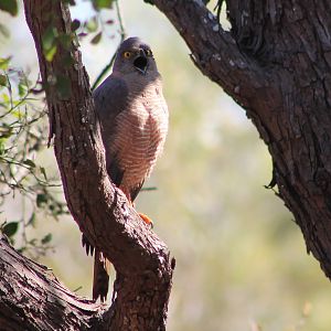 female Brown Goshawk (Tachyspiza fasciata)