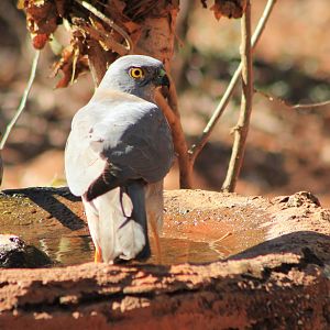 male Brown Goshawk (Tachyspiza fasciata)